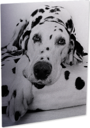 CHROMALUXE PHOTO PANEL - MATT CLEAR 